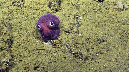 Googly-Eyed Squid Takes Ocean Scientists by Surprise: