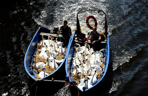 Swans are caught at Hamburg's inner city lake Alster