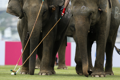 Players take part in an exhibition match during the annual charity King's Cup Elephant Polo Tournament at a riverside resort in Bangkok
