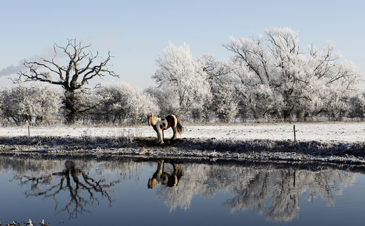 A horse grazes by the river Soar on a frosty morning in Quorn