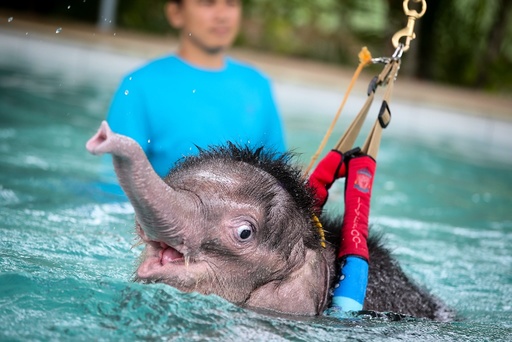 Six month-old elephant Fah Jam has hydrotherapy to help heal her injured foot.