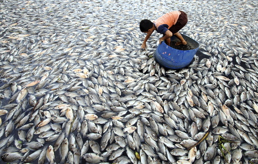 A child examines some of the dead farmed fish floating in Lake Maninjau, West Sumatra province Indonesia
