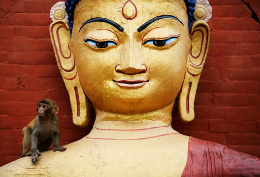 A monkey sits on an idol of Buddha during celebrations on the birth anniversary of Buddha, also known as Vesak Day, in Kathmandu