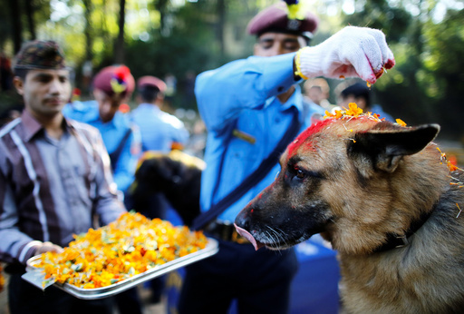 Nepalese police officers worship a dog during Tihar celebrations at the Central Police Dog Training School in Kathmandu