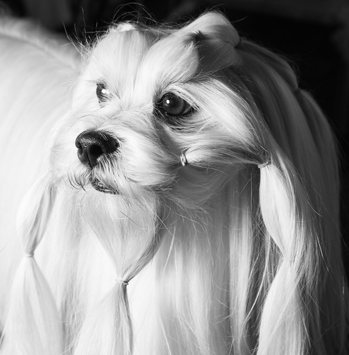 Josh, a Lhasa apso, after getting his hair tied up during preparation for competition at the Westminster Kennel Club Dog Show at Pier 92 in New York.