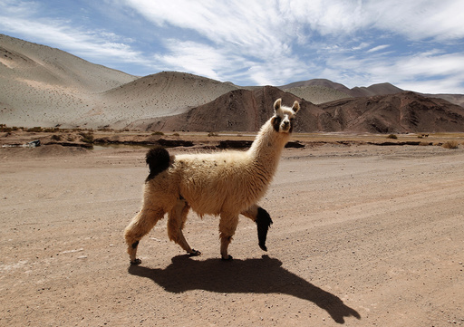 A llama crosses a road near the salt flat Tolillar on the high plateau of Salta Province