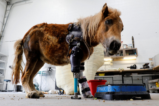 A mini horse wears a prosthetic leg in Sterling, Virginia