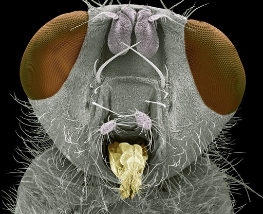 Yellow dung fly head, SEM