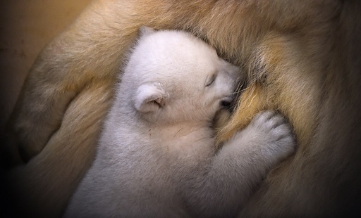 Baby polar bear in Germany