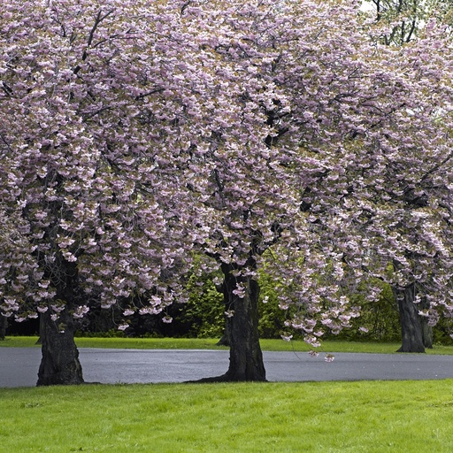 Blomstrende kirsebærtrær i park. Prydtre. Grøntområde. Hage. Vår. Botanisk hage. Tøyen. Oslo.