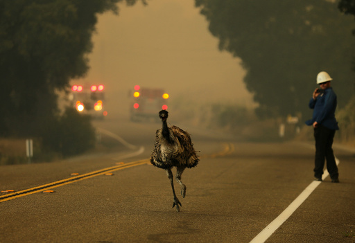 An emu runs to escape an approaching wildfire as it burns near Potrero, California