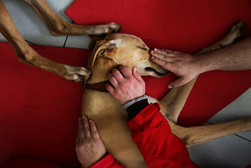 The Wider Image: Puppy love: therapy pooches bring peace of mind