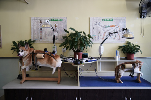 The Wider Image: Acupuncture for cats and dogs