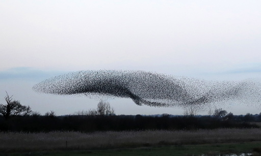 Thousands of starlings fly in a 'murmuration' as they return to roost at dusk near Charlton-on-Otmoor