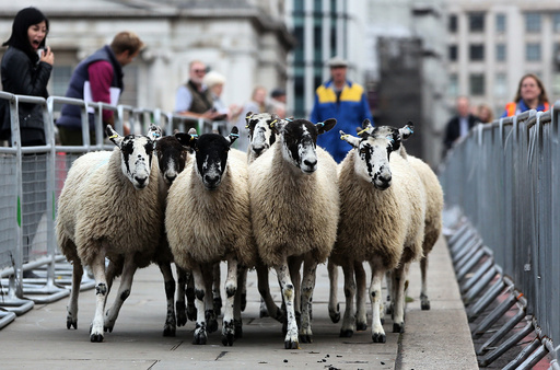 Sheep are driven over London Bridge in London