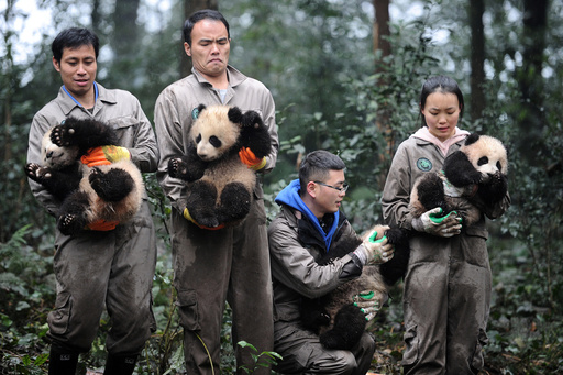 Researchers hold giant panda cubs during an event to celebrate China's Lunar New Year in a research base in Ya'an