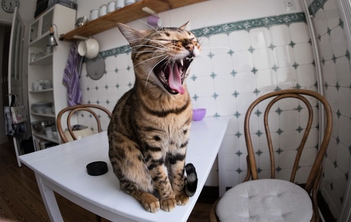 Cat is yawning in Hamburg