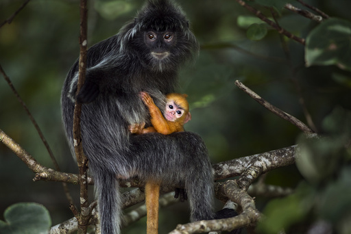 Silvered / silver-leaf langur (Trachypithecus cristatus) female sitting in a tree with her orange coloured young baby aged less than 1 month. Bako National Park, Sarawak, Borneo, Malaysia.
