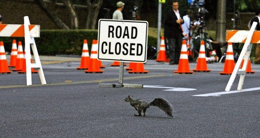 A squirrel passes a road block nearby Forest Lawn Memorial Park in Glendale