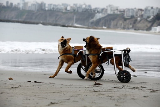 Paraplegic dogs in wheelchairs play at Pescadores beach in Chorrillos