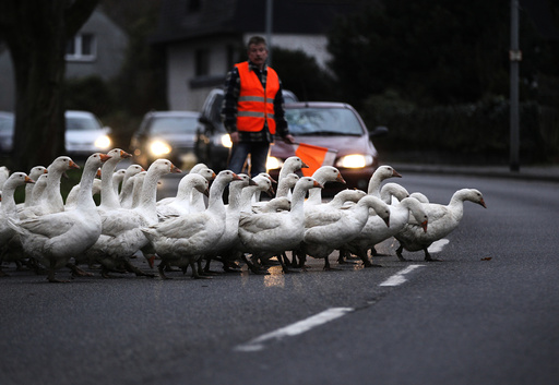 A farmer stops the traffic so his gaggle of geese can cross the road to get to their night time enclosure in Duisburg