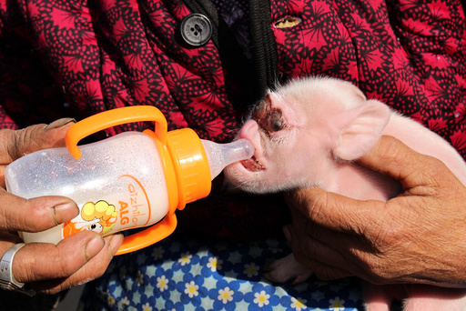 A woman feeds her piglet, which has a deformed face, at home in Zhijin