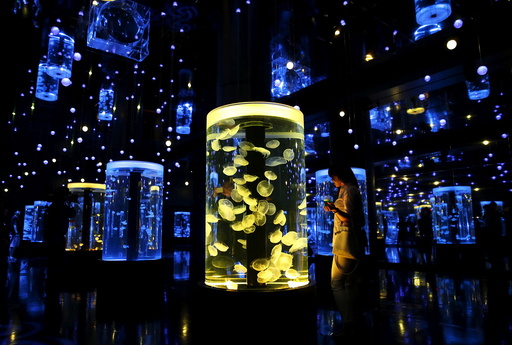 A woman looks at jellyfish during a media preview for the Epson Aqua Park Shinagawa aquarium's re-opening in Tokyo