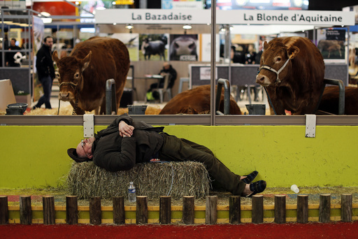 A farmer sleeps near cows at the International Agricultural Show in Paris