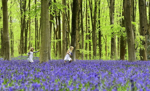 Local youngsters Bella and Daisy run through a forest covered in bluebells near Marlborough in southern England