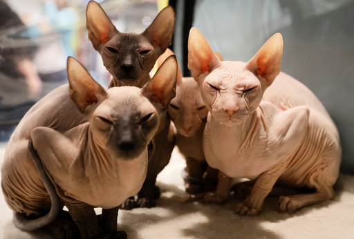 Peterbald kittens sit inside their cage during a regional cat exhibition in Almaty