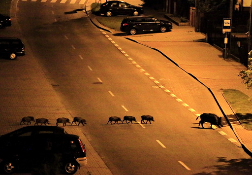 A female boar and her piglets cross a street during the night in Gdynia