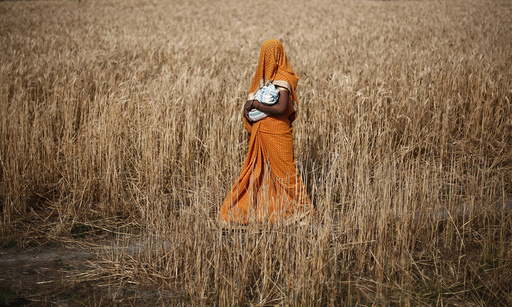Woman carries her baby as she walks through a wheat field on her way to a polling station to cast her vote in Shabazpur Dor village