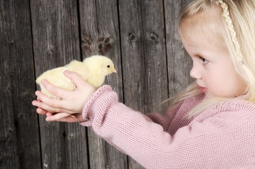 Lita jente med gul kylling. Unge syntes det er spennende med nyklekket liten fugl. Mange er redd for fugleinfluensa. God kontakt og konsentrasjon. Påske.