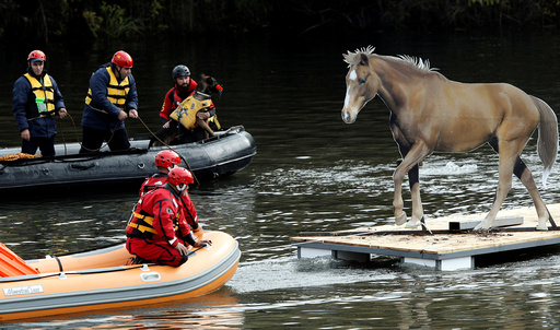 Rescue workers evacuate mock animals as part of an international field exercise in Podgorica