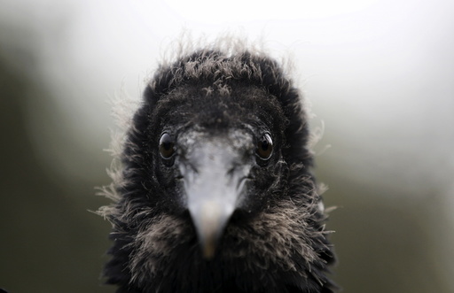 A vulture stands during an exercise for the 