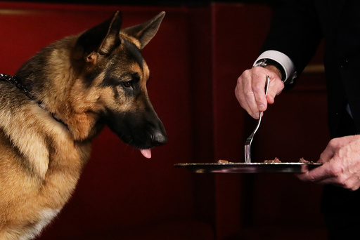 Rumor, a German shepherd and winner of Best In Show at the 141st Westminster Kennel Club Dog Show, is fed steak at Sardi's in New York
