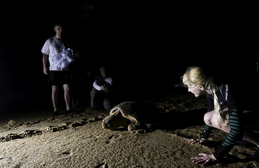 People observe a loggerhead sea turtle crawling to the sea after laying her eggs on the beach in Regencia village