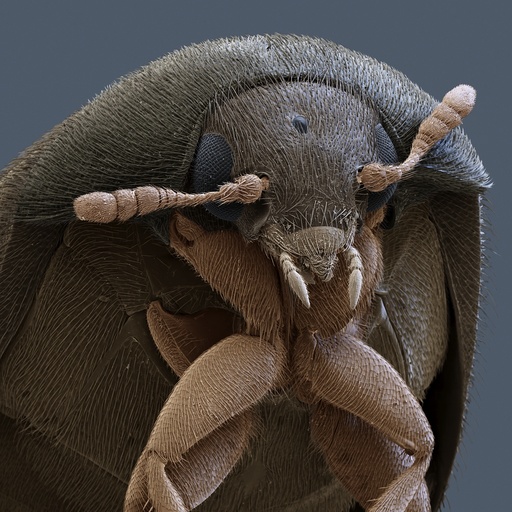 Brown carpet beetle, SEM