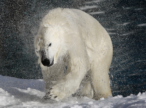 A polar bear shakes his body to remove water at St-Felicien Wildlife Zoo in St-Felicien