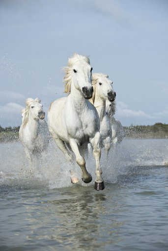Grey Camargue horses, galloping through water in the Camargue, France, April.