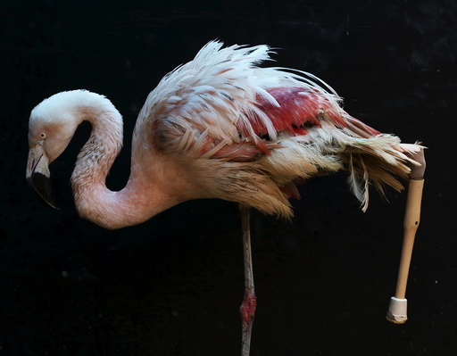 A flamingo is pictured with its new prosthesis at Sorocaba Zoo in Sorocaba