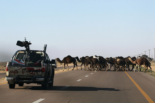 Camels cross a road as rebel fighters drive back on their vehicles from the frontline between Ajdabiyah and Benghazi