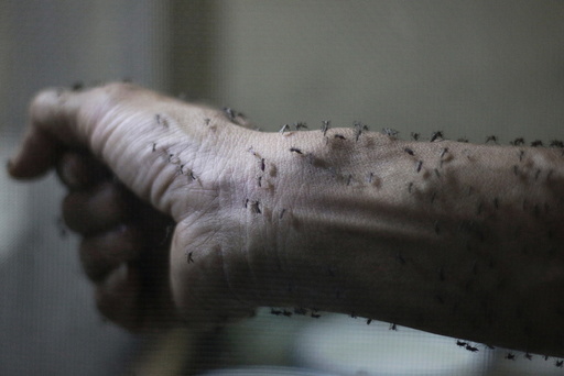 Forearm of a public health technician is seen covered with sterile female Aedes aegypti mosquitoes after leaving a recipient to cultivate larvae, in a research area in Guatemala City