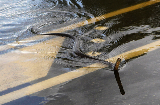 A snake crosses the Capricorn Highway which is under floodwaters 6km south of Rockhampton