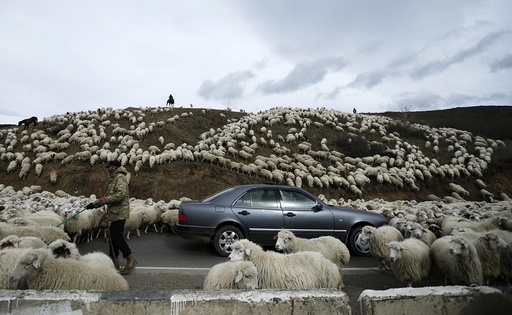 A car is surrounded by sheep as they return home from grazing fields outside Tbilisi