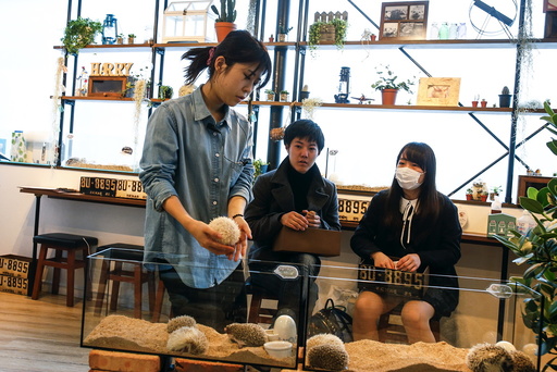 The Wider Image: Tokyo's Hedgehog cafe