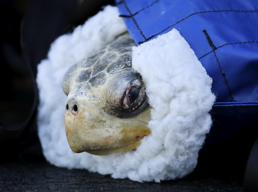 Rescued endangered olive ridley turtle arrives at Sea World's animal rescue center in San Deigo