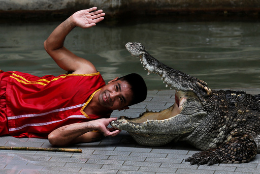 A zoo performer smiles as he puts his head between the jaws of a crocodile during a performance for tourists at the Sriracha Tiger Zoo
