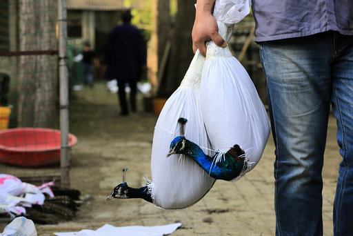 Peacocks are seen covered in bags as a protection of their plume during transportation, in Xiangyang