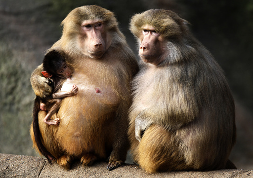 Baboons enjoy the sun in their enclosure at Hagenbeck Zoo in Hamburg